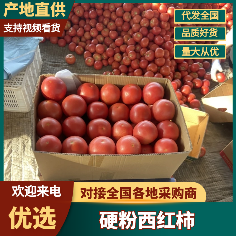 河北西红柿硬粉西红柿大量供应可视频看货欢迎咨询