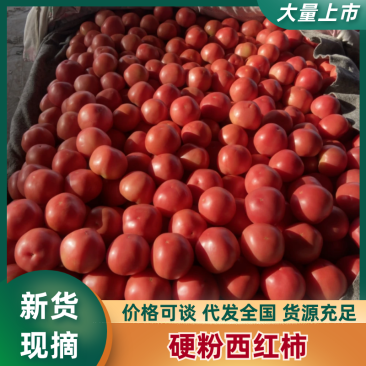【实力推荐】河北硬粉西红柿河北西红柿可视频看货欢迎咨询