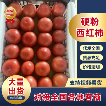 【实力推荐】河北西红柿硬粉西红柿产地直发代发全国