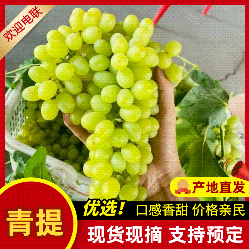 【青提】陕西葡萄产地一手货源规格齐全，价格可谈可视频看货
