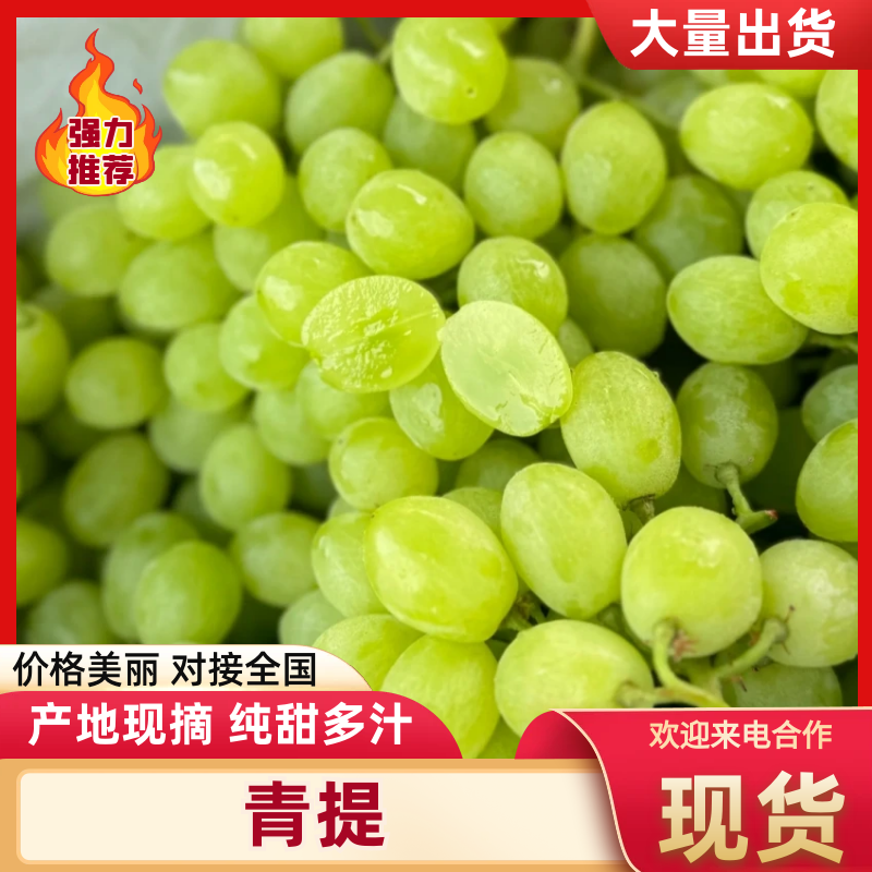 青提葡萄便宜葡萄大量现货供应，规格齐全对接电商市场批发商