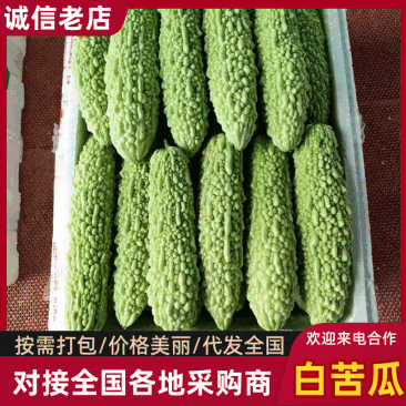 精品苦瓜白苦瓜量大从优产地直发高山货，高品质