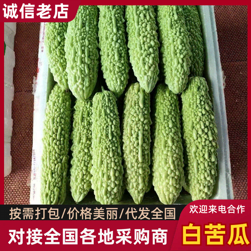 精品苦瓜白苦瓜量大从优产地直发高山货，高品质