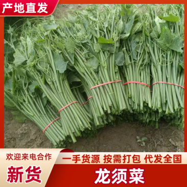 【新鲜直达】优质龙须菜严格品控筛选品质保障欢迎咨询