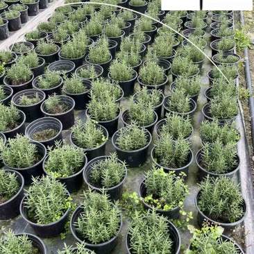 基地出售迷迭香工程苗迷迭香杯苗盆苗批发量大价优