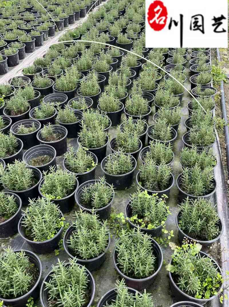 基地出售迷迭香工程苗迷迭香杯苗盆苗批发量大价优