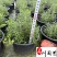 基地出售迷迭香工程苗迷迭香杯苗盆苗批发量大价优