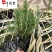 基地出售迷迭香工程苗迷迭香杯苗盆苗批发量大价优