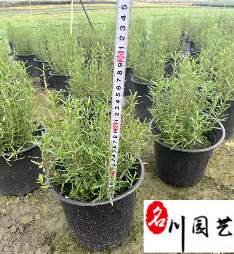 基地出售迷迭香工程苗迷迭香杯苗盆苗批发量大价优