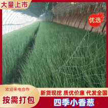 小香葱大量上市，质量好欢迎选购一手货源价格便宜