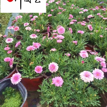 玛格丽特杯苗盆苗批发重瓣玛格丽特花期长成都基地直销