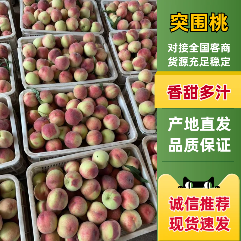 突围毛桃唐山毛桃产地直发品质保障对接全国商超市场