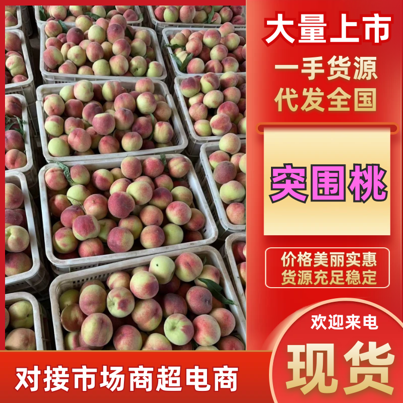 突围桃河北乐亭桃产地直发口感脆甜现摘现发量大优惠