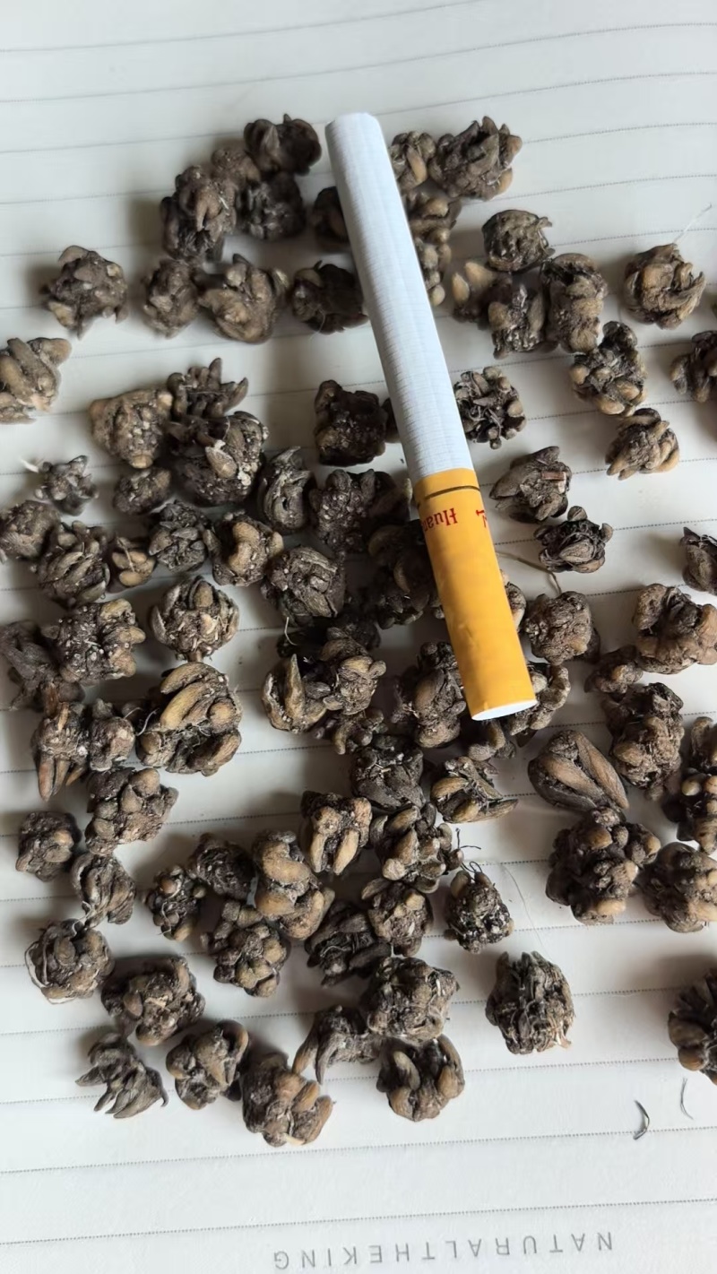 猫爪草常年出售大量有货诚信经营可视频看货