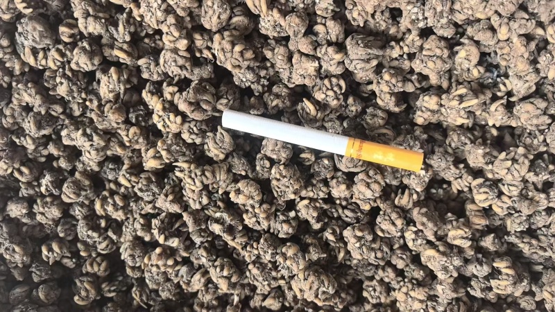 猫爪草常年出售大量有货诚信经营可视频看货