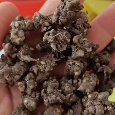 猫爪草常年出售大量有货诚信经营可视频看货