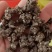猫爪草常年出售大量有货诚信经营可视频看货