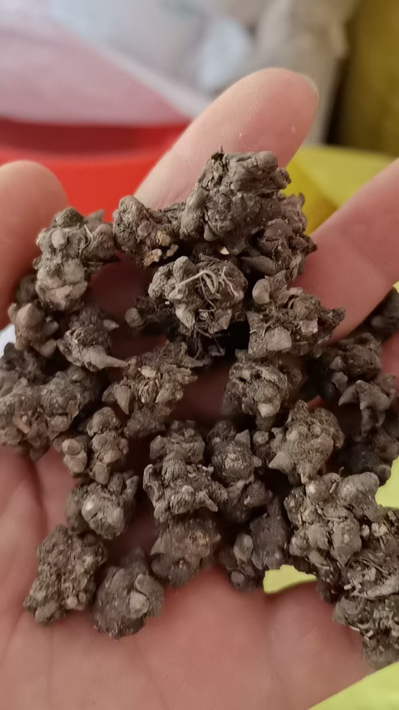 猫爪草常年出售大量有货诚信经营可视频看货