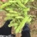毛豆新鲜一手货源精品直发价格可谈对接商超