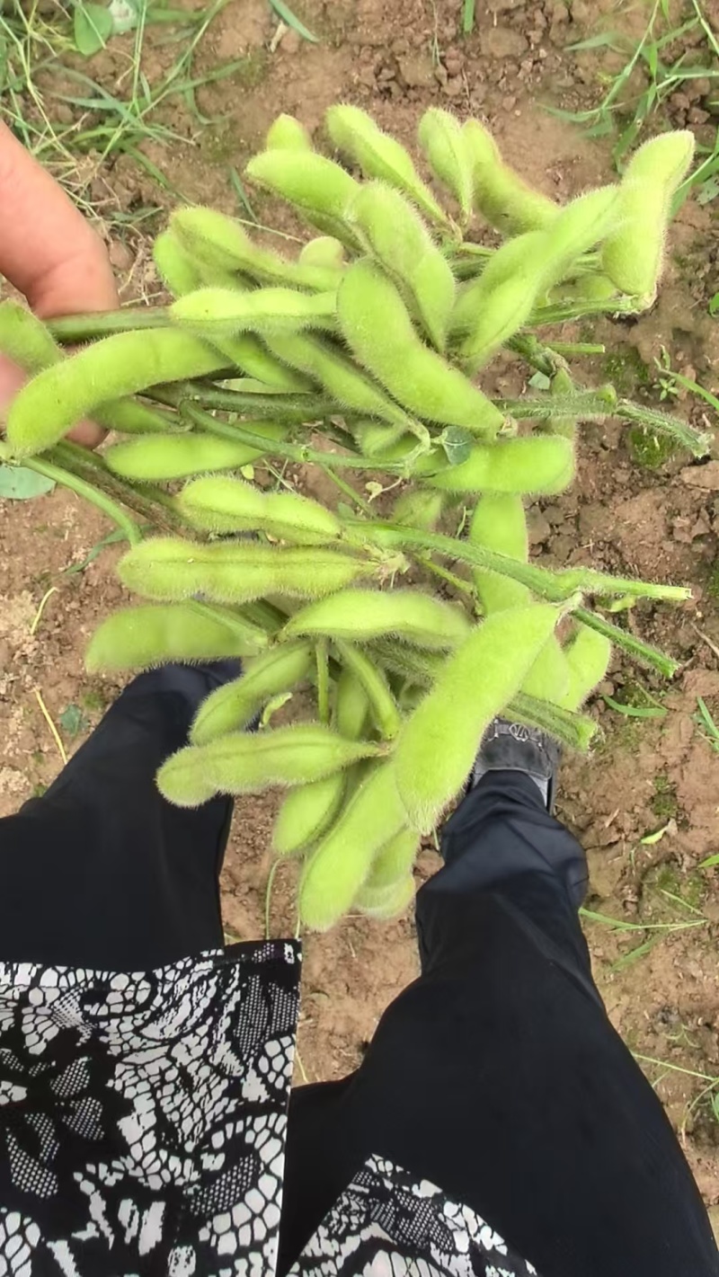 毛豆新鲜一手货源精品直发价格可谈对接商超
