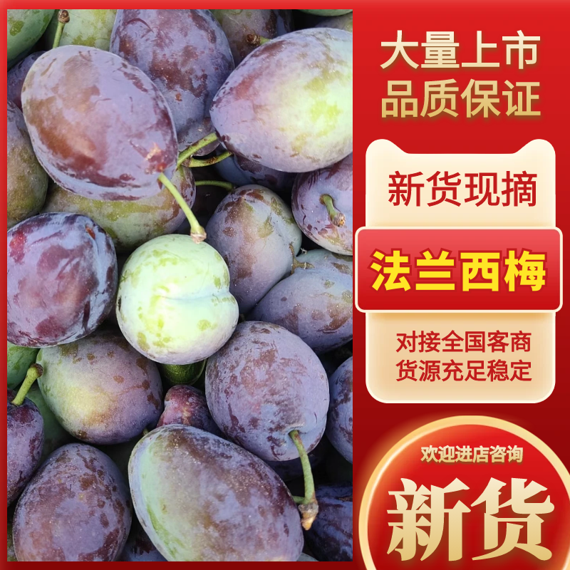四川西梅大量上市中，各渠道对接，有需要的电话联系！