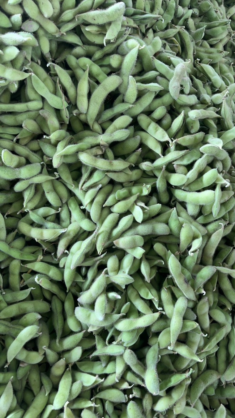 山东精品毛豆翠绿宝现货先发品质好价格优惠耐运输发全国市场