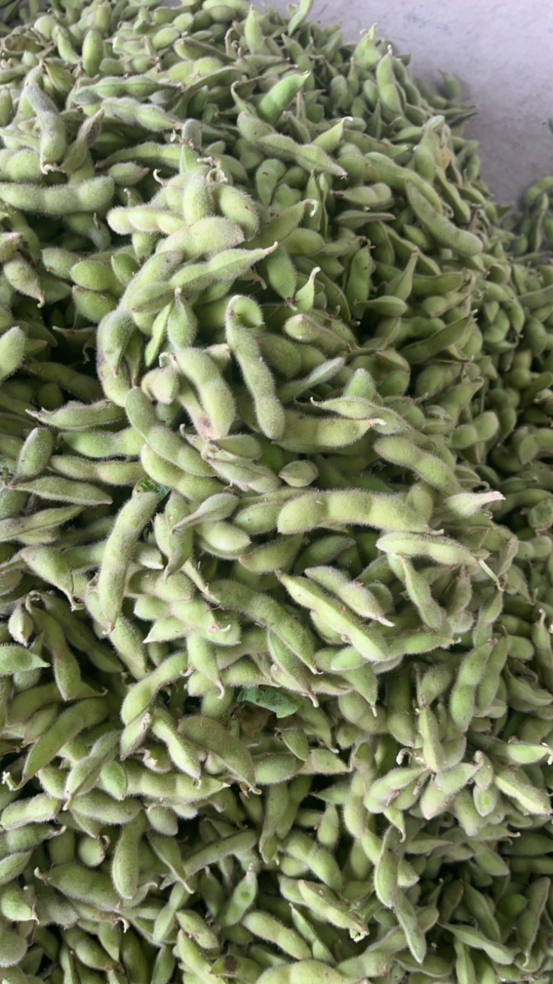 山东精品毛豆翠绿宝现货先发品质好价格优惠耐运输发全国市场
