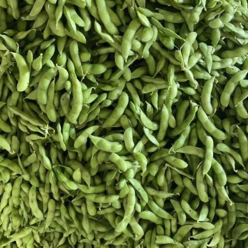 山东精品毛豆翠绿宝现货先发品质好价格优惠耐运输发全国市场