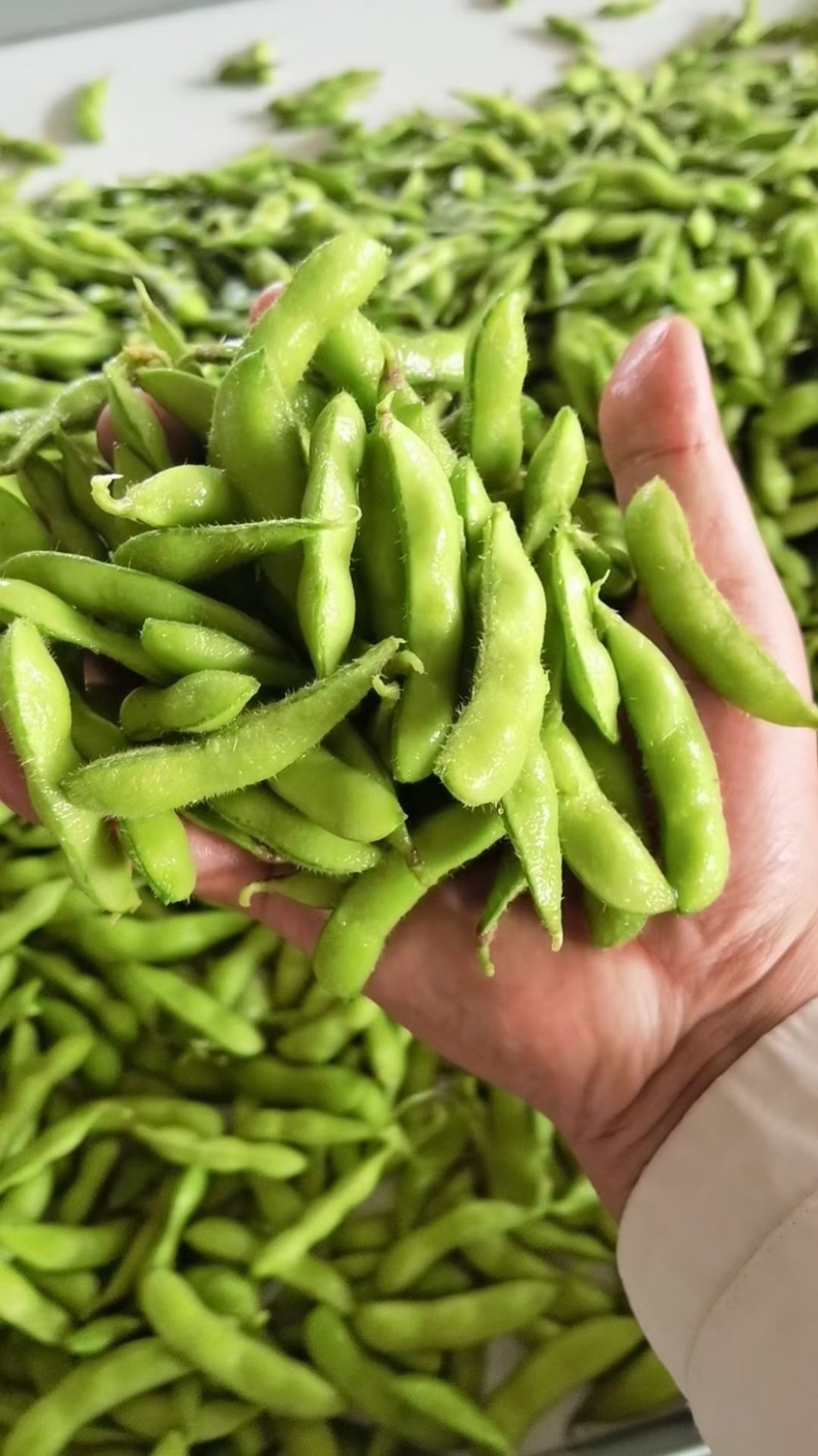 山东精品毛豆翠绿宝现货先发品质好价格优惠耐运输发全国市场