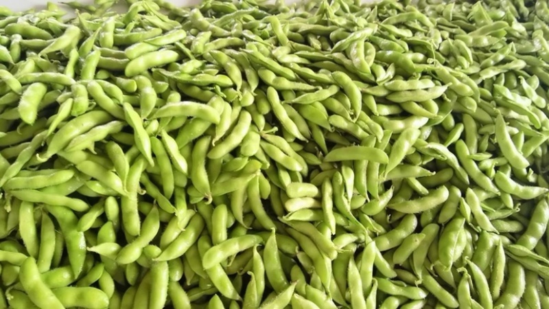 山东精品毛豆翠绿宝现货先发品质好价格优惠耐运输发全国市场