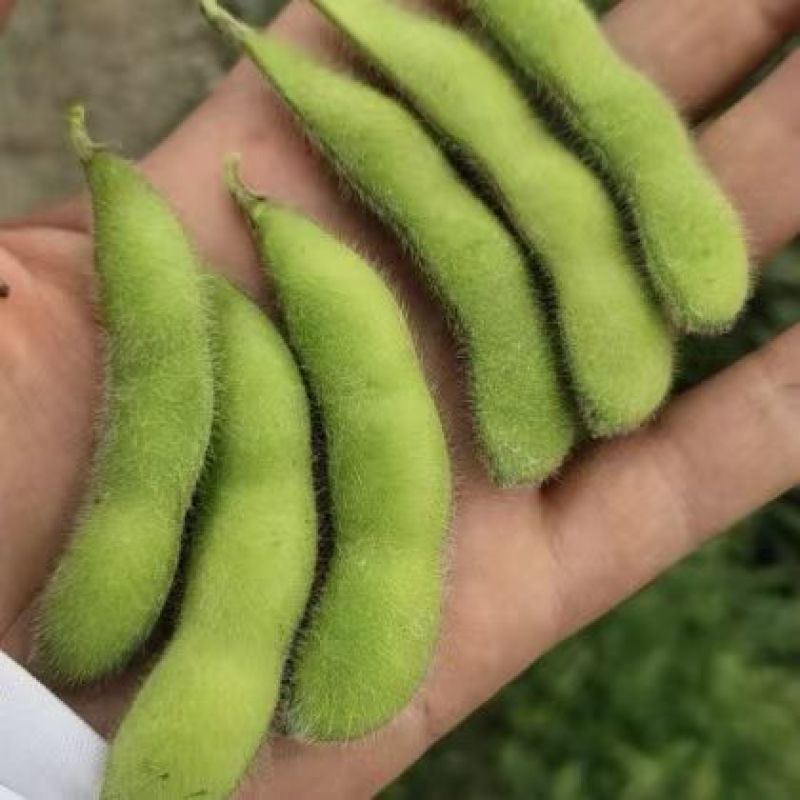 山东精品毛豆翠绿宝现货先发品质好价格优惠耐运输发全国市场