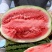 【金花6号西瓜】宁夏基地直供质量保证一手货源全国发货