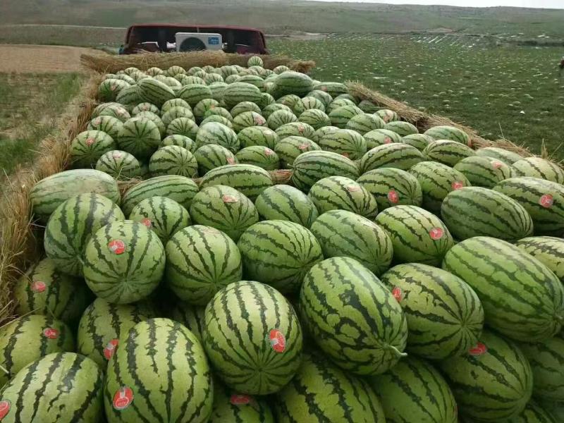 【金花6号西瓜】宁夏基地直供质量保证一手货源全国发货