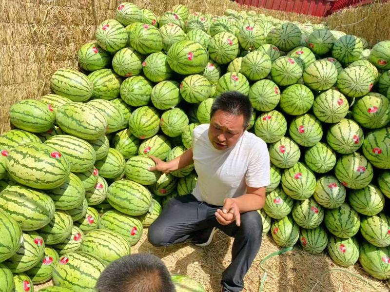 【金花6号西瓜】宁夏基地直供质量保证一手货源全国发货