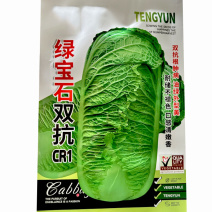 绿宝石双抗CR1青叶大白菜种子20g中晚熟抗根肿绿帮白菜