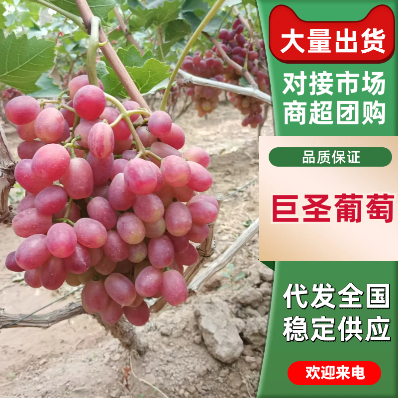 冠县巨圣葡萄，红提葡萄，质量保证，价格实惠，
