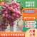 冠县巨圣葡萄，红提葡萄，质量保证，价格实惠，