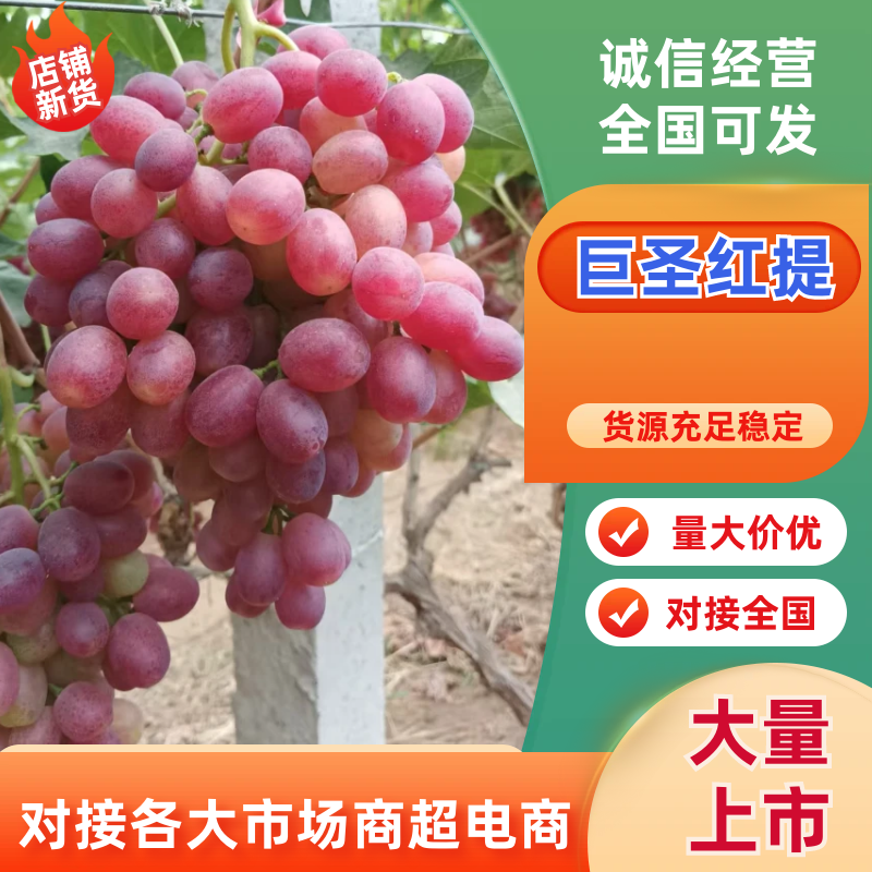 冠县巨圣葡萄，红提葡萄，质量保证，价格实惠，