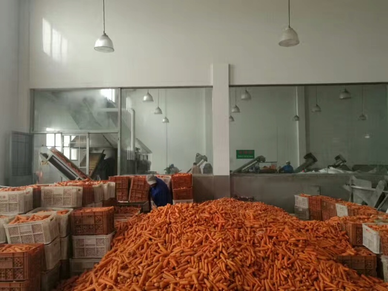 脱水胡萝卜干大量有货诚信经营质量保证可以视频看货