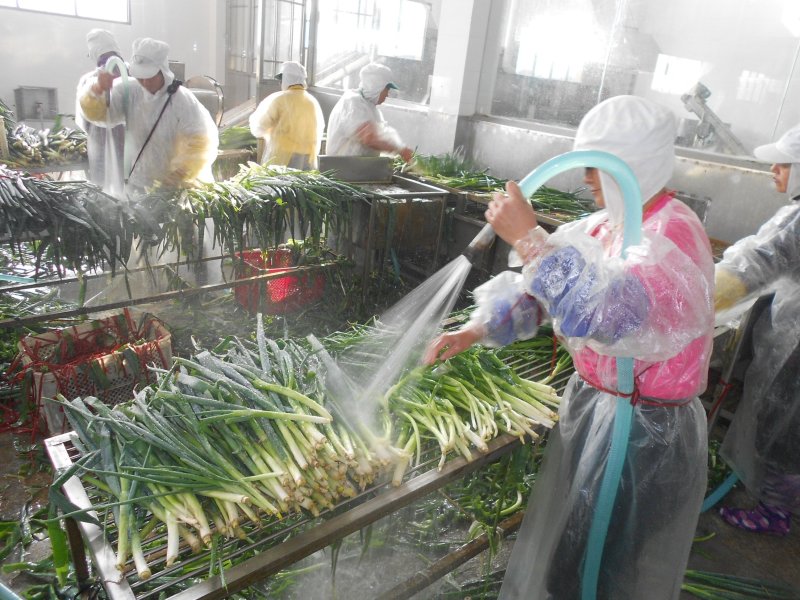 脱水香葱干对接各大平台干净卫生品质发货