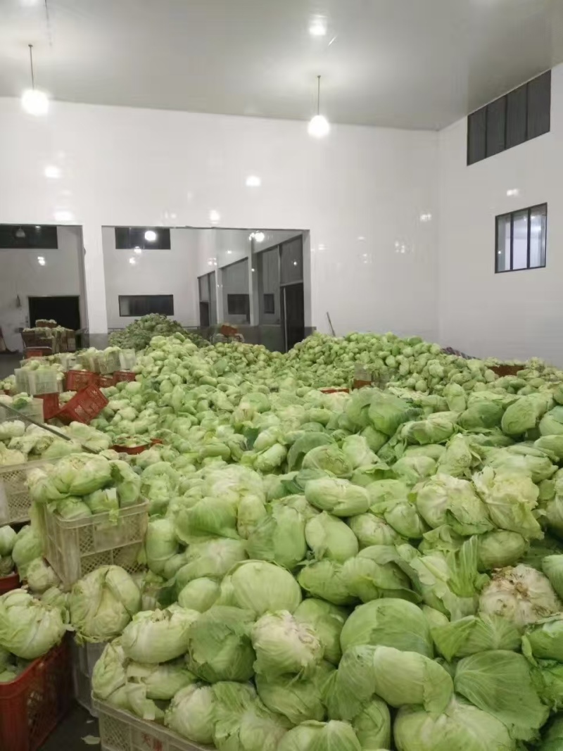 脱水甘蓝菜干经济实惠对接商超品种多规格全