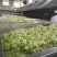 脱水甘蓝菜干经济实惠对接商超品种多规格全