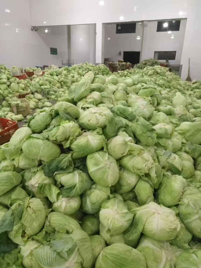 脱水甘蓝菜干经济实惠对接商超品种多规格全