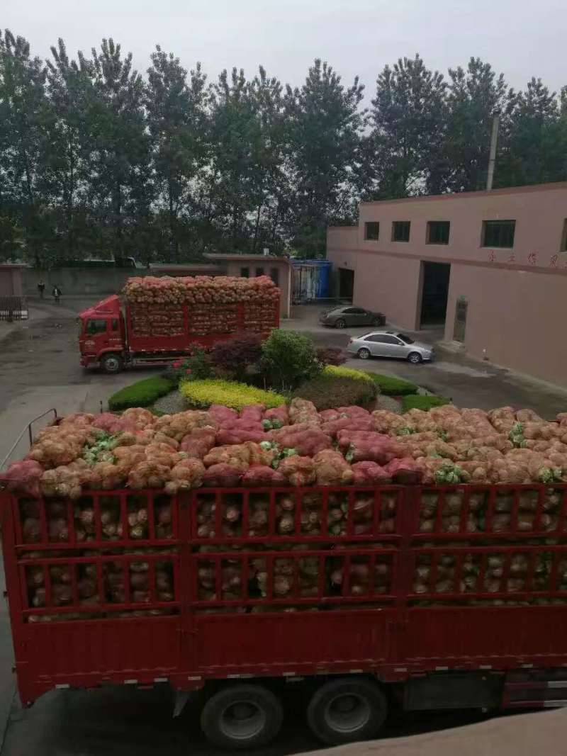 脱水甘蓝菜干经济实惠对接商超品种多规格全