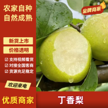 【推荐】云南丁香梨、早白蜜，基地直发，品质保证可发全国