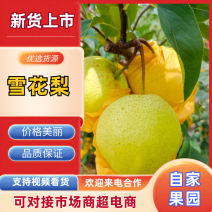 云南泸西高原雪花梨袋装，整车发货基地直发，对接全国