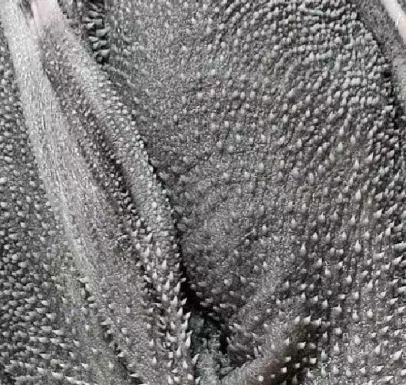 牛肚厂家直销量大质优几个优惠一手货源欢迎咨询采购