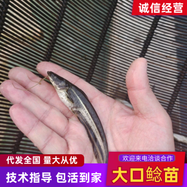 (大口鲢鱼)南方大口鲢苗鱼场直供质量保证欢迎订购
