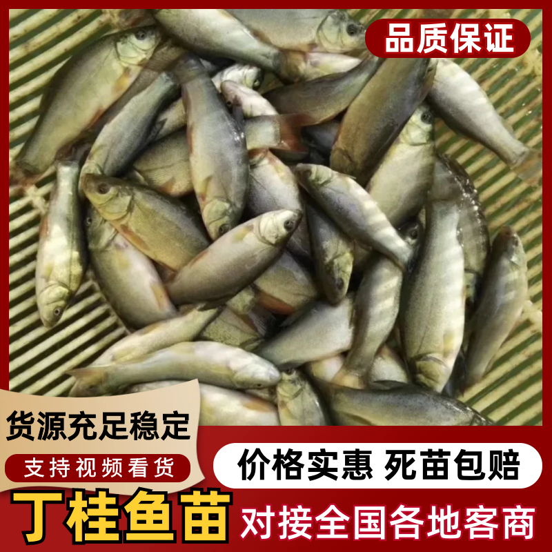 丁桂鱼苗包售后服务技术指导鱼场自销云贵川包送