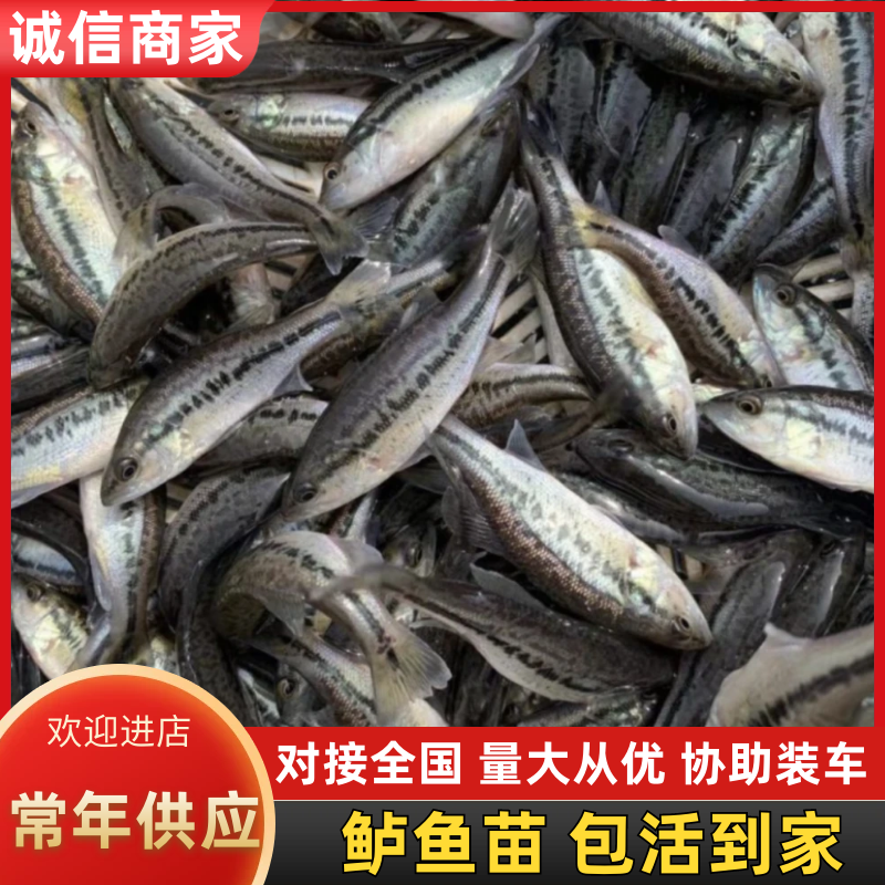鲈鱼苗包存活全国发货云贵川包送全程提供技术指导